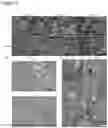 Fig. 06 - Methods for altering starch granule profile