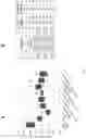 Fig. 04 - Obtaining plants having improved biomass digestibility