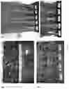 Fig. 07 - Obtaining plants having improved biomass digestibility