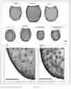 Fig. 15 - Obtaining plants having improved biomass digestibility