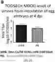 Fig. 03 - Recombinant influenza viruses and constructs and uses thereof