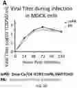 Fig. 04 - Recombinant influenza viruses and constructs and uses thereof