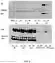 Fig. 06 - Recombinant influenza viruses and constructs and uses thereof
