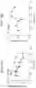 Fig. 24 - CLOSED-ENDED DNA (CEDNA) AND USE IN METHODS OF REDUCING GENE OR NUCLEIC ACID THERAPY RELATED IMMUNE RESPONSE