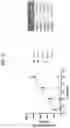 Fig. 03 - RECOMBINANT ADENO-ASSOCIATED VIRUS COMPOSITIONS AND METHODS FOR PRODUCING SAME