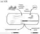Fig. 13 - CRISPR enabled multiplexed genome engineering