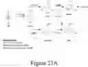 Fig. 51 - Conversion of S-lignin compounds to useful intermediates