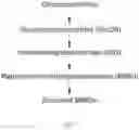 Fig. 02 - PROCESS FOR THE PRODUCTION OF ISOMALTOOLIGOSACCHARIDES
