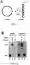 Fig. 02 - T5 exonuclease-based method to identify DNA topoisomerase inhibitors