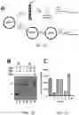 Fig. 03 - T5 exonuclease-based method to identify DNA topoisomerase inhibitors