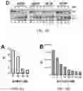 Fig. 05 - T5 exonuclease-based method to identify DNA topoisomerase inhibitors