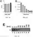 Fig. 06 - T5 exonuclease-based method to identify DNA topoisomerase inhibitors