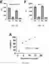 Fig. 08 - T5 exonuclease-based method to identify DNA topoisomerase inhibitors