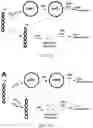 Fig. 10 - T5 exonuclease-based method to identify DNA topoisomerase inhibitors