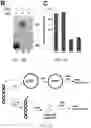 Fig. 11 - T5 exonuclease-based method to identify DNA topoisomerase inhibitors