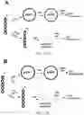 Fig. 13 - T5 exonuclease-based method to identify DNA topoisomerase inhibitors