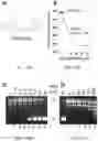 Fig. 14 - T5 exonuclease-based method to identify DNA topoisomerase inhibitors