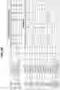 Fig. 16 - Multiplex amplification detection assay II