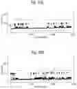 Fig. 11 - Mutant pore