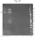 Fig. 16 - Mutant pore