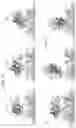 Fig. 24 - Mutant pore