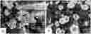 Fig. 01 - Double-flowering dwarf 