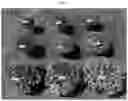 Fig. 04 - Double-flowering dwarf 