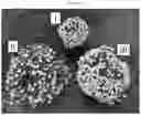 Fig. 06 - Double-flowering dwarf 