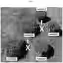 Fig. 08 - Double-flowering dwarf 