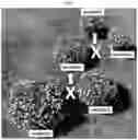 Fig. 09 - Double-flowering dwarf 
