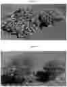 Fig. 10 - Double-flowering dwarf 
