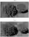 Fig. 11 - Double-flowering dwarf 