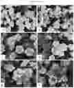 Fig. 13 - Double-flowering dwarf 