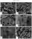 Fig. 14 - Double-flowering dwarf 