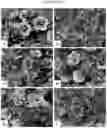 Fig. 18 - Double-flowering dwarf 