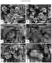 Fig. 19 - Double-flowering dwarf 