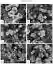 Fig. 20 - Double-flowering dwarf 