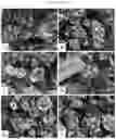 Fig. 21 - Double-flowering dwarf 