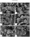 Fig. 22 - Double-flowering dwarf 