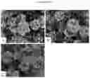Fig. 23 - Double-flowering dwarf 