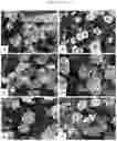Fig. 24 - Double-flowering dwarf 