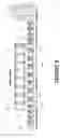 Fig. 02 - DYE RANGE, IMPROVED DYE RANGE PROCESSES, AND YARNS AND FABRICS PRODUCED THEREFROM