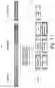 Fig. 12 - ADAPTIVE DRILLSTRING CONDITION DETERMINATION