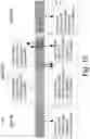 Fig. 13 - ADAPTIVE DRILLSTRING CONDITION DETERMINATION