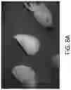 Fig. 11 - Preparation of tissue sections using fluorescence-based detection