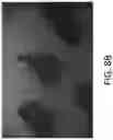 Fig. 12 - Preparation of tissue sections using fluorescence-based detection