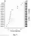 Fig. 06 - AFLATOXIN CONTAMINATION RISK WARNING MOLECULE AND USE THEREOF