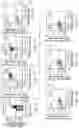 Fig. 03 - SIRPa EXPRESSION ON T CELLS IS A BIOMARKER FOR FUNCTIONAL T CELLS DURING EXHAUSTION