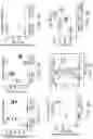 Fig. 08 - SIRPa EXPRESSION ON T CELLS IS A BIOMARKER FOR FUNCTIONAL T CELLS DURING EXHAUSTION