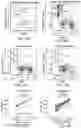 Fig. 09 - SIRPa EXPRESSION ON T CELLS IS A BIOMARKER FOR FUNCTIONAL T CELLS DURING EXHAUSTION